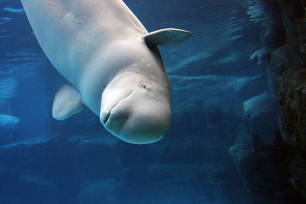 벨루가고래 게임하기 in 투명한 푸른 물이 - beluga whale 뉴스 사진 이미지