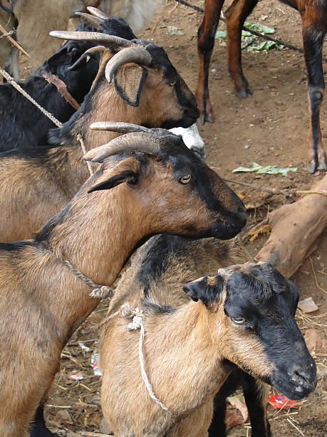 istock Goats at the weekly market 146772140