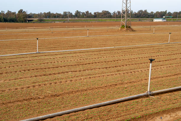 istock Crop field with green shoots and sprinkler irrigation. 1467721824