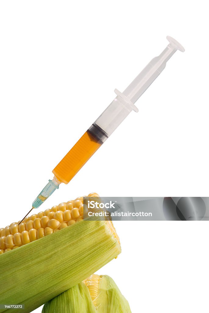 Genetically modified corn Genetically modified corn food concept with hypodermic needle Agriculture Stock Photo