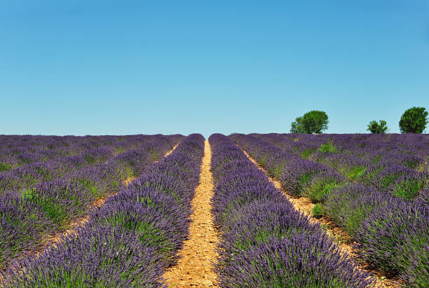 Lavender field with trees stock photo