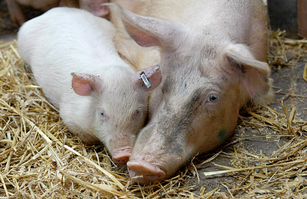 Sow and piglet stock photo