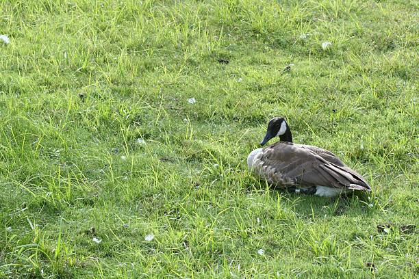 Lone Goose stock photo