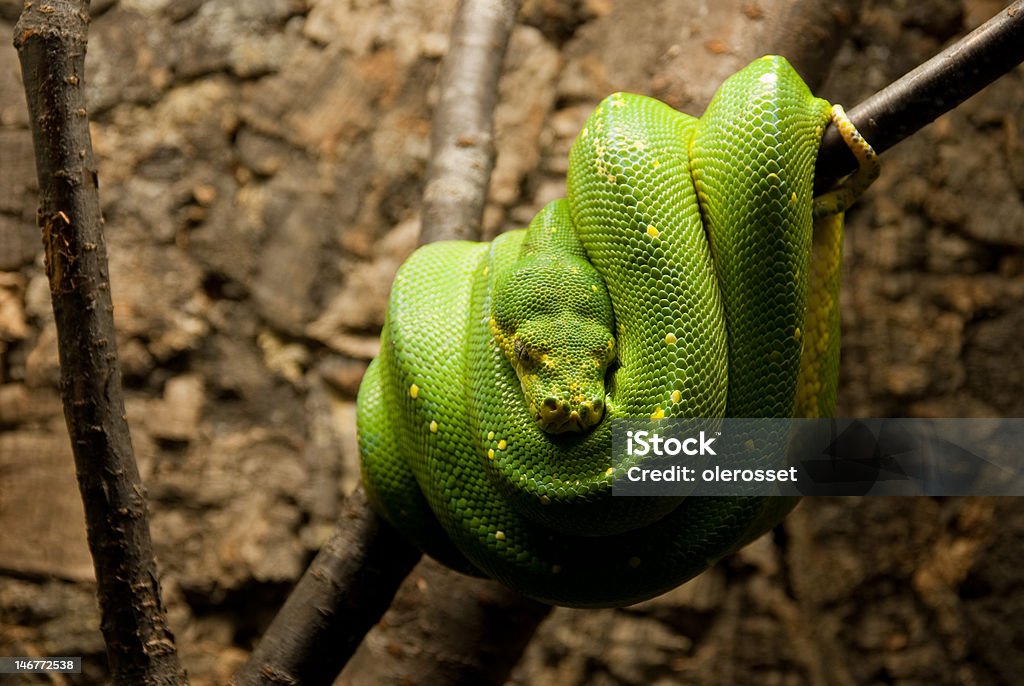 Green Tree Python Stock Photo - Download Image Now - Aggression, Branch ...