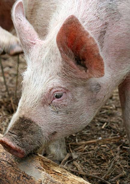 pink pig feeding stock photo