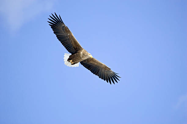 White-tailed Eagle in flight stock photo