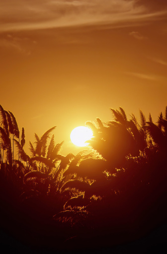 The sun sets behind a large planting of pampas grass.