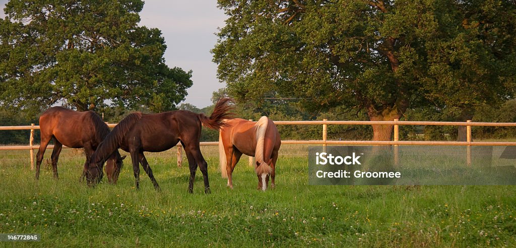 Caballos de pastoreo pacíficamente en un día de verano e. - Foto de stock de Caballo - Familia del caballo libre de derechos