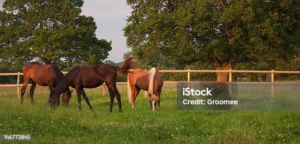 Caballos De Pastoreo Pacíficamente En Un Día De Verano E Foto de stock y más banco de imágenes de Caballo - Familia del caballo