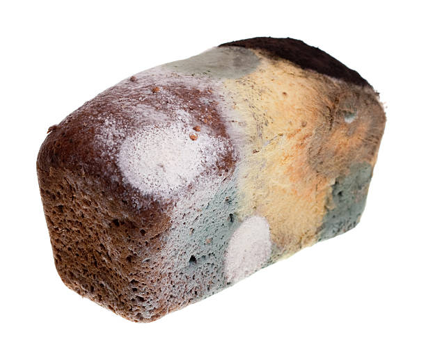 Stary Zapach stęchlizny chleba na białym tle – zdjęcie