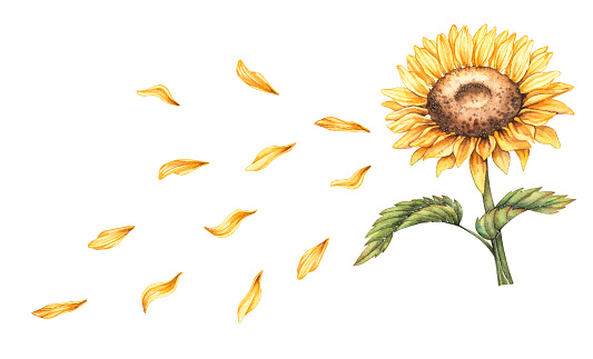 Watercolor sunflower with flying petals on white background for design logo, promotion, marketing, gift wrapping, postcards, templates, stickers, web design, creating invitations, greeting cards, posters