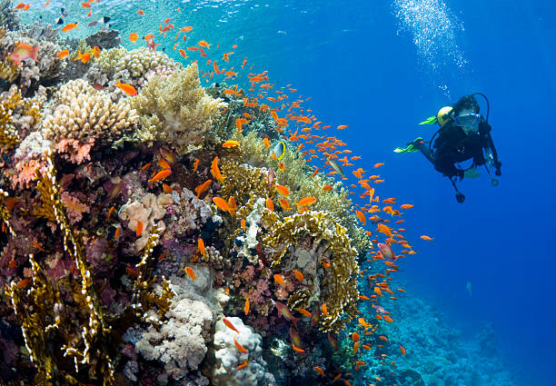 African explorer Scubadiver observing anthias moving around their home fire coral in Red Sea. anthias fish photos stock pictures, royalty-free photos & images