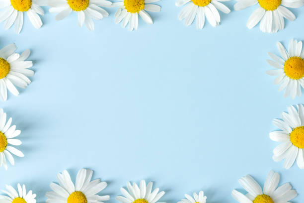 istock Spring background design with copy space. Frame made of chamomiles flowers. 1467731832