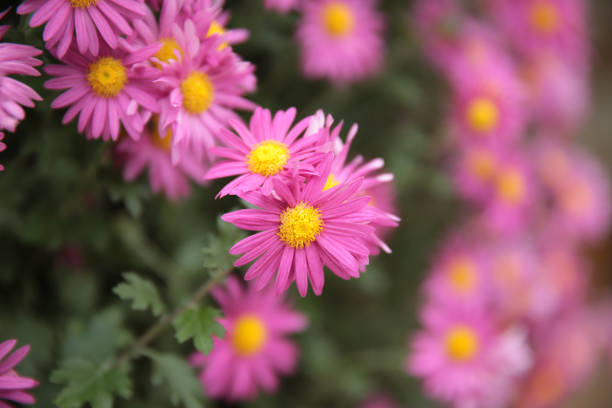 Pink chrysanthemums with on a blurry background close-up.