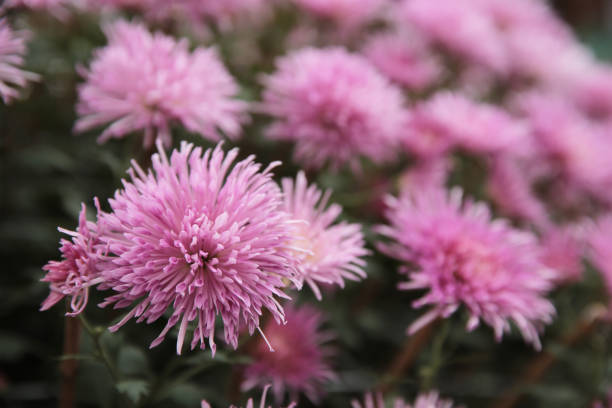 istock a Pink chrysanthemums with on a blurry background close-up. 1467731874