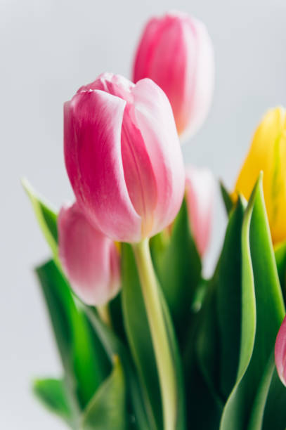 istock Bunch of Colorful Tulips 1467732322