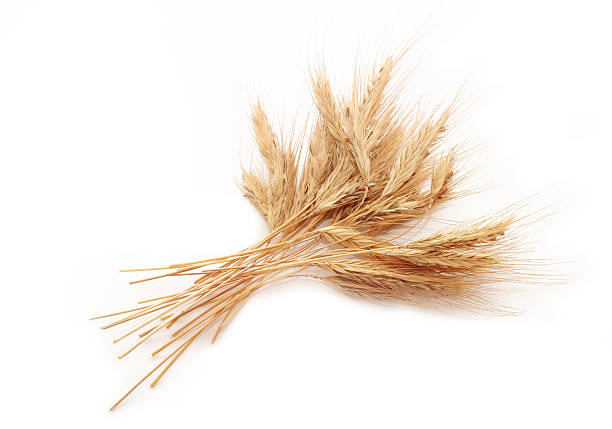 istock Bunch of wheat ears 146773293