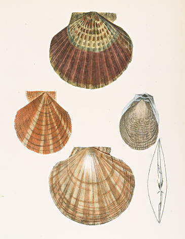 Yellow Cup Seashells chromolithograph 1843