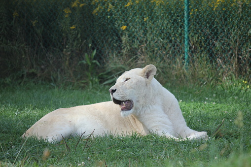 A rare white lion sprawls across the grass, taking a break from the hot summer heat.
