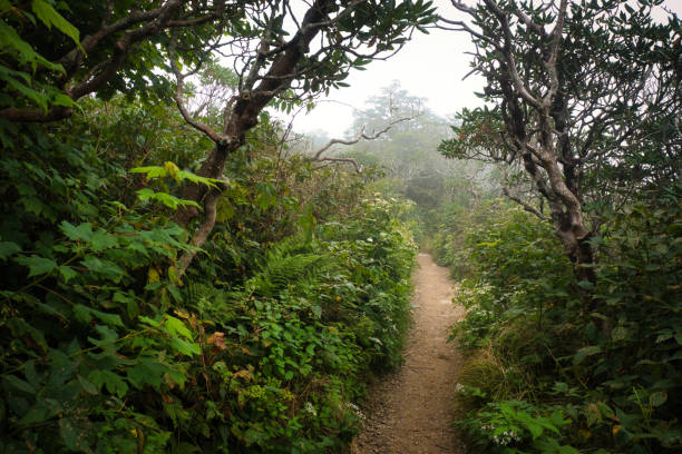 Craggy Gardens Pinnacle Trail #1 stock photo