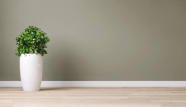 istock Clean, blank sage green wall with tropical tree plant in tall shiny white ceramic pot on light brown parquet floor in sunlight 1467735115