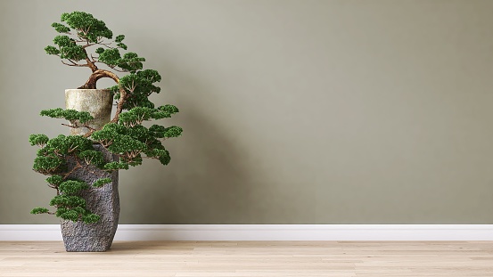 Clean, blank sage green wall with large Japanese bonsai tree in old concrete pot stand on light brown parquet floor in sunlight with shadow for interior design decoration, home appliance, furniture product background 3D