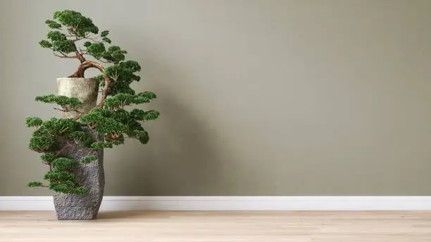 Photo of Clean, blank sage green wall with large Japanese bonsai tree in old concrete pot stand on brown light brown parquet floor in sunlight