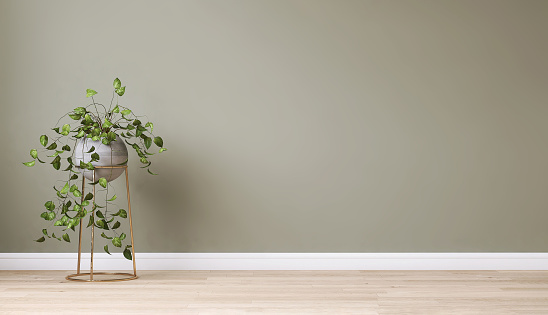 Clean, blank sage green wall with tropical creeper plant in gray sphere concrete pot on light brown parquet floor in sunlight with shadow for interior design decoration, home appliance, furniture product background 3D