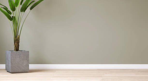 istock Clean, blank sage green wall with tropical banana tree in cube gray rock pot on brown light brown parquet floor in sunlight 1467735135