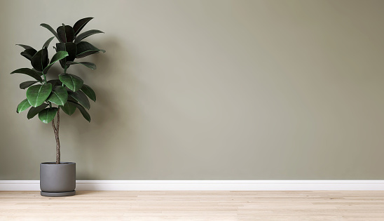 Clean, blank sage green wall with fiddle leaf fig tree in matte round dark gray ceramic pot on light brown parquet floor in sunlight with shadow for interior design decoration, home appliance, furniture product background 3D