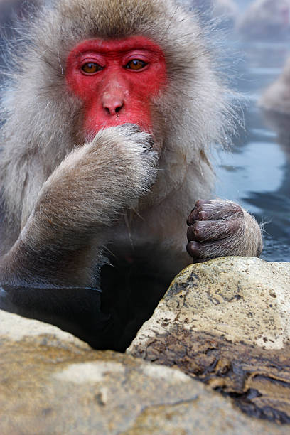 Thoughtful Snow Monkey in hot spring pool Japan stock photo