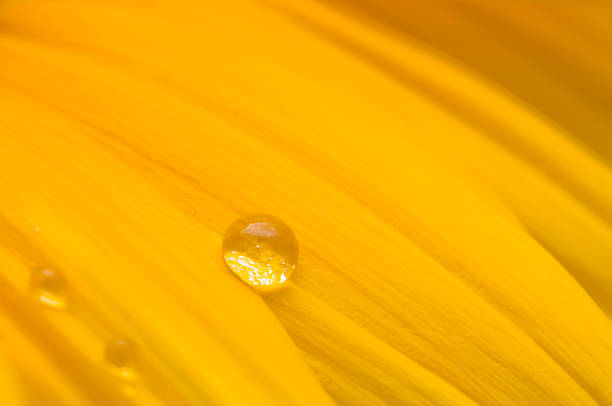 自然の驚異 - dewy sunflower ストックフォトと画像