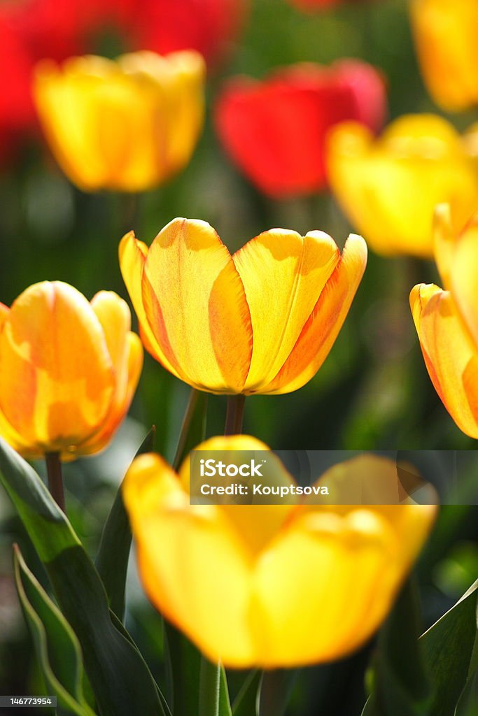 tulipan - Zbiór zdjęć royalty-free (Bez ludzi)