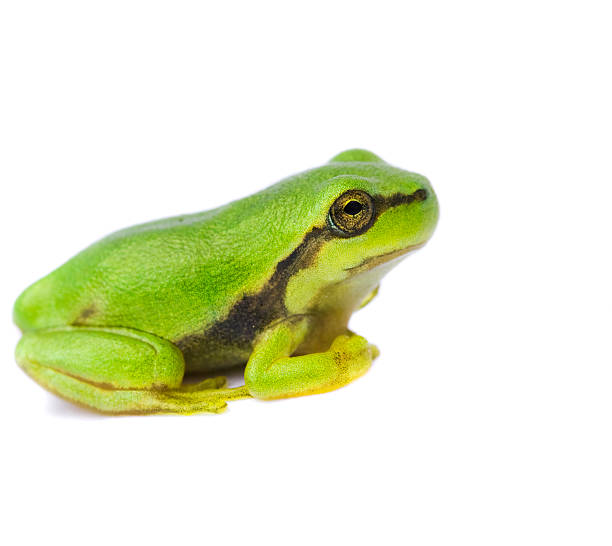 istock European Tree Frog isolated on white 146774012