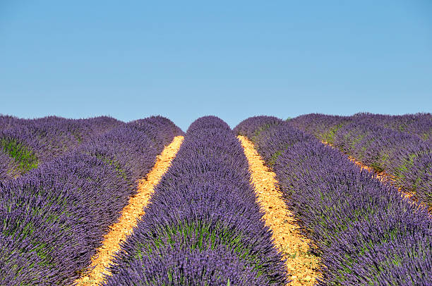 Lavender field stock photo