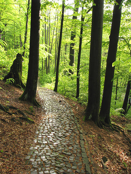 Old abandoned road. stock photo