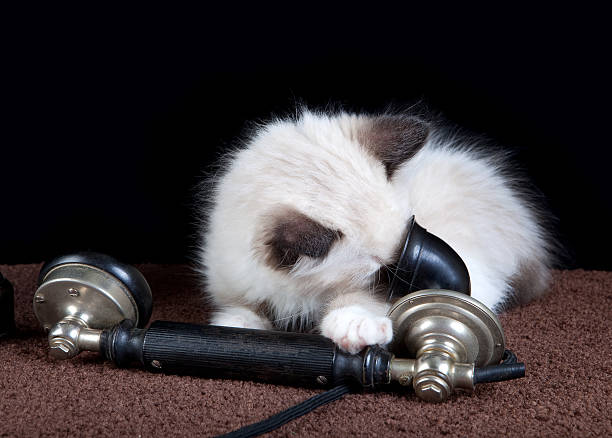 istock Kitten on the phone 146774478