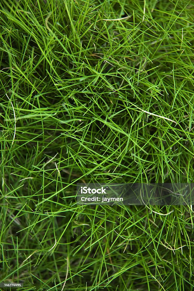 green grass field background Abstract Stock Photo