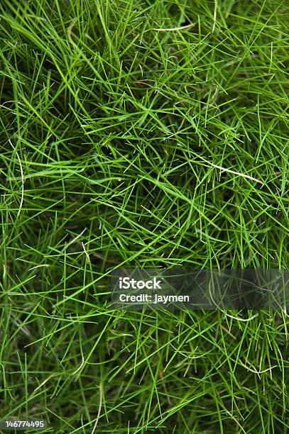 Green Grass Field Background Stock Photo - Download Image Now - Abstract, Agricultural Field, Agriculture