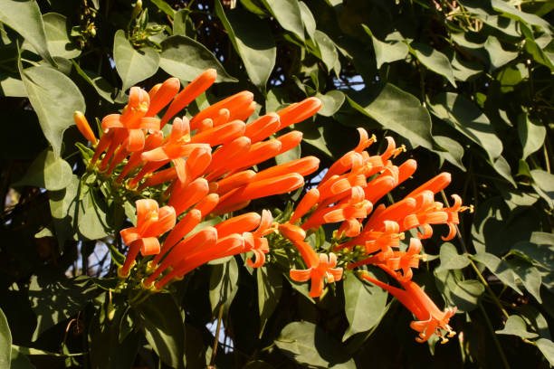 istock Orange trumpet vine, blossoms and buds, Phrae, Thailand 1467745247