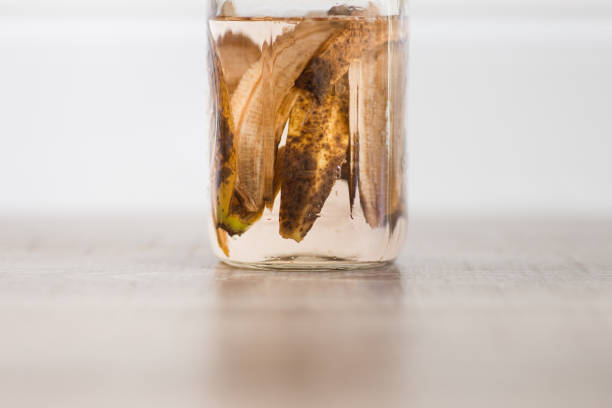 A Large Glass Mason Jar With Brown Banana Peels & Water for a Natural Plant Fertilizer or Plant Tea, A Nutrient-Rich Fertilizer for all Plants.
Store in the refrigerator and add an ounce to your watering can with more water to strengthen your plants with rich potassium. un frasco grande de vidrio con cáscaras de plátano marrón y agua para un fertilizante natural casero para plantas o té de plantas, un fertilizante rico en nutrientes para todas las plantas hecho de manera sostenible, estilo de vida sin desperdicios
