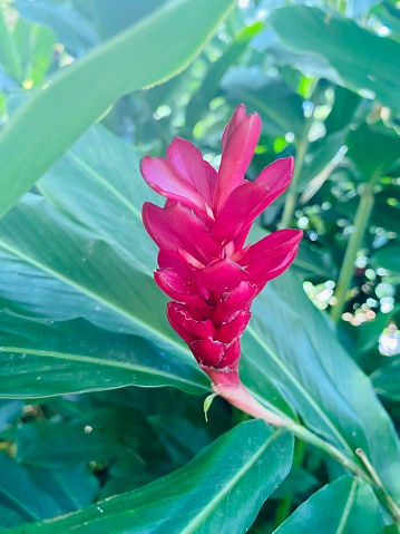 Beautiful red ginger flower spotted in Guadeloupe