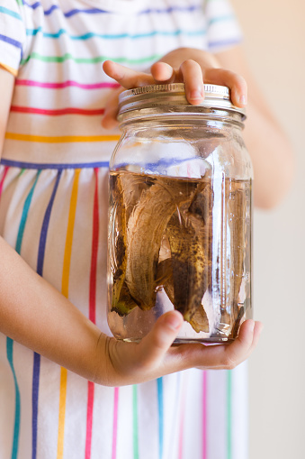 A Large Glass Mason Jar With Brown Banana Peels & Water for a Natural Plant Fertilizer or Plant Tea, A Nutrient-Rich Fertilizer for all Plants.

Store in the refrigerator and add an ounce to your watering can with more water to strengthen your plants with rich potassium.