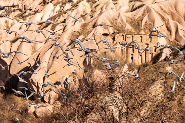 istock Birds flying in Cappadocia. 1467748739