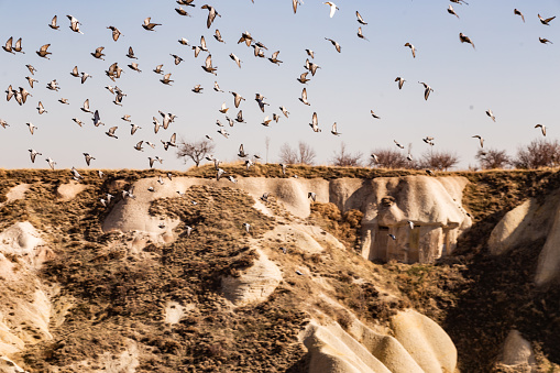 Birds flying in Cappadocia.