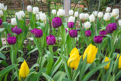 White, purple and Yellow tulips blooming in the garden. Buds and green leaves. Tulip Festival. The official residence of Shilin in Taipei, Taiwan.