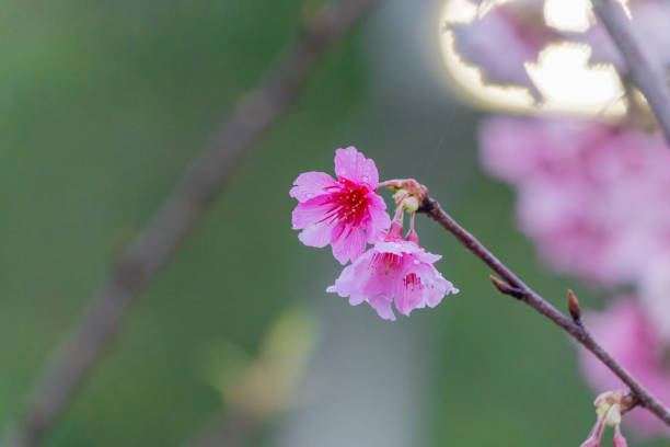 Sakura with raindrops. Fresh pink cherry blossoms after the rain. Riverbank Park with Taiwanese characteristics. Taipei, Taiwan