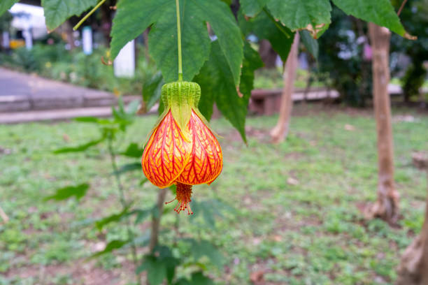 Abutilon(Flowering Maple) is shaped like bells or lanterns. Close-up shot. Riverbank Park with Taiwanese characteristics. Taipei, Taiwan