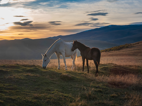 Soft focus. White horse with a brown foal at sunset. Beautiful horses in an autumn meadow poses against the background of a white snow-covered mountain.