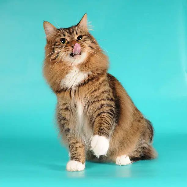 Bobtail cat licks itself portrait on blue background